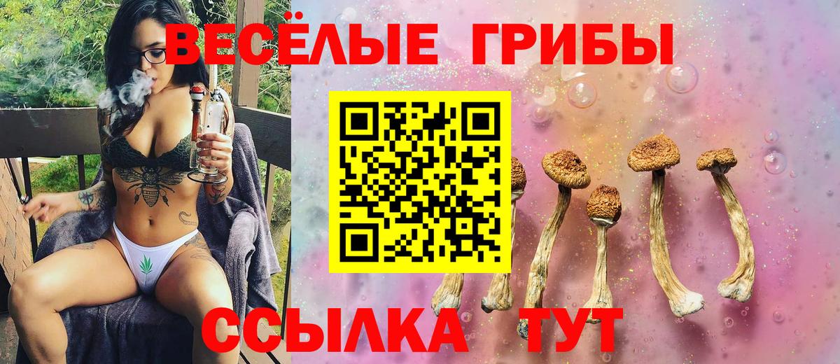 Псилоцибиновые грибы мицелий  где продают   Псилоцибиновые грибы Psilocybine cubensis  Шали  Вход с VPN 